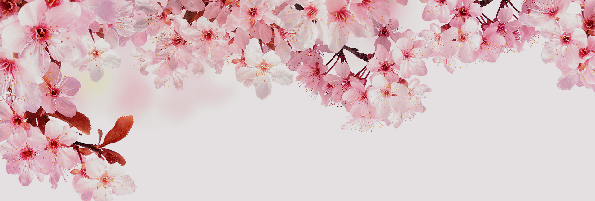 Footer Blossom